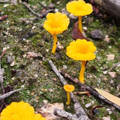 Lichenomphalia chromacea (Yellow Navel) at Denman Prospect, ACT - 10 Apr 2020 by AaronClausen