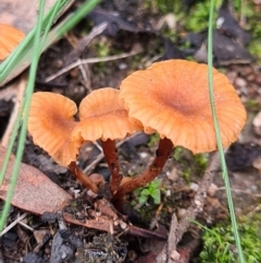 Laccaria sp. (Laccaria) at Denman Prospect, ACT - 10 Apr 2020 by AaronClausen