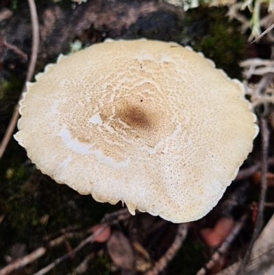 Lepiota s.l. at Denman Prospect, ACT - 10 Apr 2020 by AaronClausen