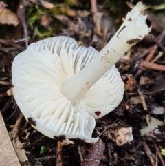 zz agaric (stem; gills white/cream) at Denman Prospect, ACT - 10 Apr 2020 by AaronClausen