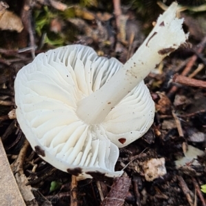 zz agaric (stem; gills white/cream) at Denman Prospect, ACT - 10 Apr 2020