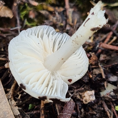 zz agaric (stem; gills white/cream) at Denman Prospect, ACT - 10 Apr 2020 by AaronClausen