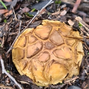 Scleroderma sp. at Denman Prospect, ACT - 10 Apr 2020