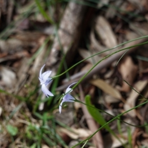 Wahlenbergia capillaris at Hughes, ACT - 1 Apr 2020