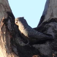 Callocephalon fimbriatum (Gang-gang Cockatoo) at Hughes, ACT - 10 Apr 2020 by JackyF