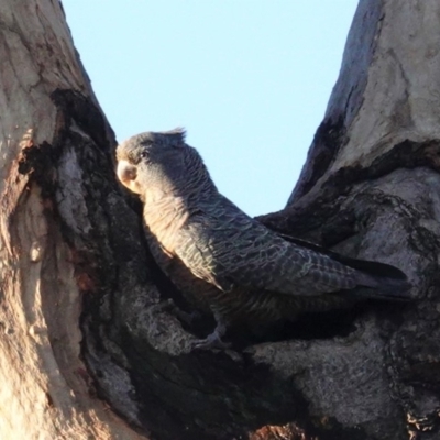 Callocephalon fimbriatum (Gang-gang Cockatoo) at Hughes, ACT - 10 Apr 2020 by JackyF