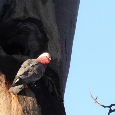 Eolophus roseicapilla (Galah) at Hughes, ACT - 10 Apr 2020 by JackyF