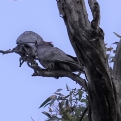 Callocephalon fimbriatum (Gang-gang Cockatoo) at GG38 - 9 Apr 2020 by JackyF