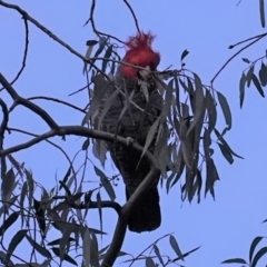 Callocephalon fimbriatum (Gang-gang Cockatoo) at Deakin, ACT - 9 Apr 2020 by JackyF