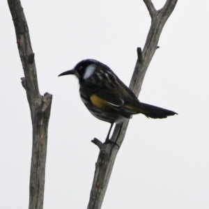 Phylidonyris novaehollandiae at Fyshwick, ACT - 9 Apr 2020