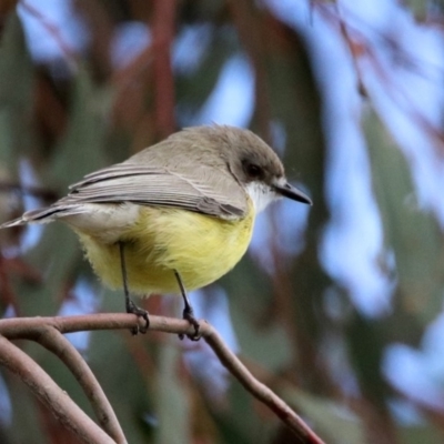 Gerygone olivacea (White-throated Gerygone) at Fyshwick, ACT - 9 Apr 2020 by RodDeb