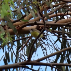 Gerygone olivacea at Fyshwick, ACT - 9 Apr 2020