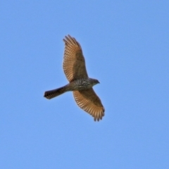 Tachyspiza fasciata (Brown Goshawk) at Fyshwick, ACT - 9 Apr 2020 by RodDeb