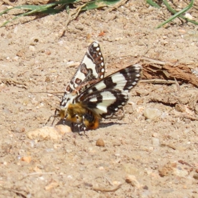 Apina callisto (Pasture Day Moth) at Jerrabomberra Wetlands - 9 Apr 2020 by RodDeb