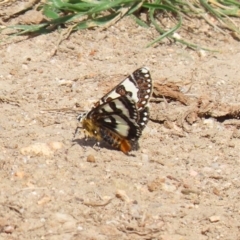 Apina callisto at Fyshwick, ACT - 9 Apr 2020