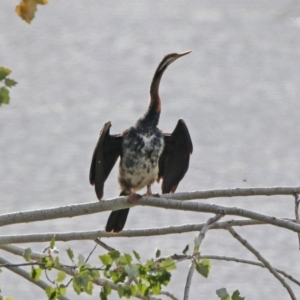 Anhinga novaehollandiae at Fyshwick, ACT - 9 Apr 2020 03:08 PM