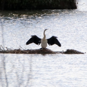 Anhinga novaehollandiae at Fyshwick, ACT - 9 Apr 2020 03:08 PM