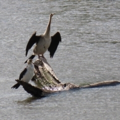 Anhinga novaehollandiae at Fyshwick, ACT - 9 Apr 2020 03:08 PM