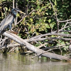 Anhinga novaehollandiae at Fyshwick, ACT - 9 Apr 2020 03:08 PM