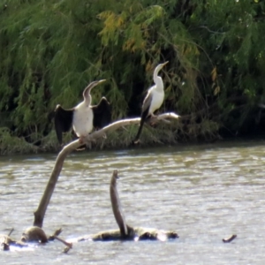 Anhinga novaehollandiae at Fyshwick, ACT - 9 Apr 2020 03:08 PM