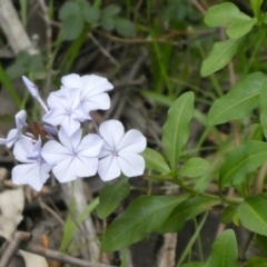 Plumbago auriculata (Cape Leadwort, Plumbago) at Tuggeranong Hill - 9 Apr 2020 by Owen