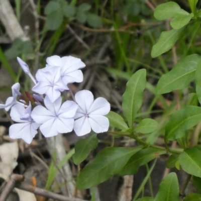Plumbago auriculata (Cape Leadwort, Plumbago) at Theodore, ACT - 9 Apr 2020 by Owen