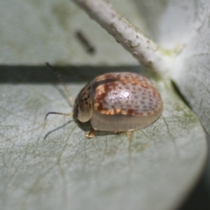 Paropsisterna m-fuscum at Scullin, ACT - 8 Apr 2020