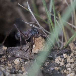 Myrmecia nigriceps at Scullin, ACT - 8 Apr 2020 12:00 PM