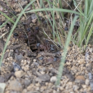 Myrmecia nigriceps at Scullin, ACT - 8 Apr 2020 12:00 PM