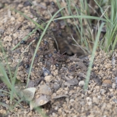 Myrmecia nigriceps at Scullin, ACT - 8 Apr 2020 12:00 PM