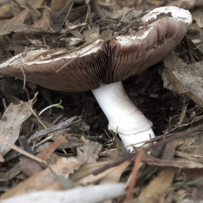 Agaricus sp. (Agaricus) at Scullin, ACT - 8 Apr 2020 by Alison Milton