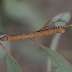 Lepidoptera unclassified IMMATURE moth at Scullin, ACT - 8 Apr 2020 by AlisonMilton