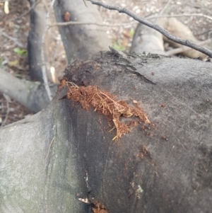 Papyrius nitidus at Paddys River, ACT - suppressed