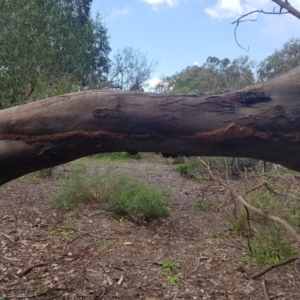 Papyrius nitidus at Paddys River, ACT - suppressed