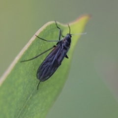 Sciaridae sp. (family) at Scullin, ACT - 8 Apr 2020