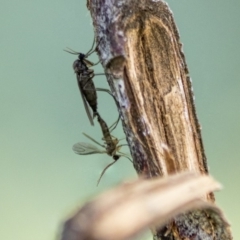 Sciaridae sp. (family) (Black fungus gnat) at Scullin, ACT - 8 Apr 2020 by AlisonMilton