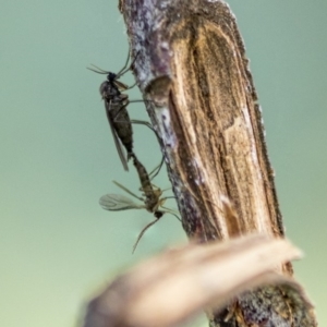 Sciaridae sp. (family) at Scullin, ACT - 8 Apr 2020