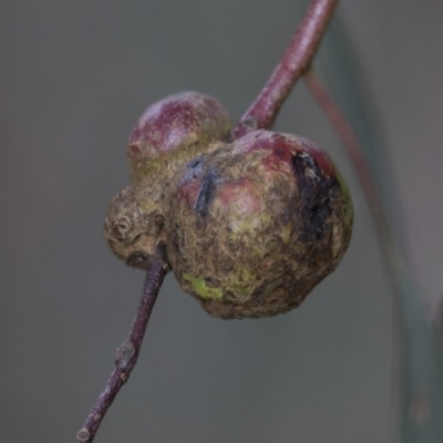 Eucalyptus insect gall at Higgins, ACT - 8 Apr 2020 by AlisonMilton