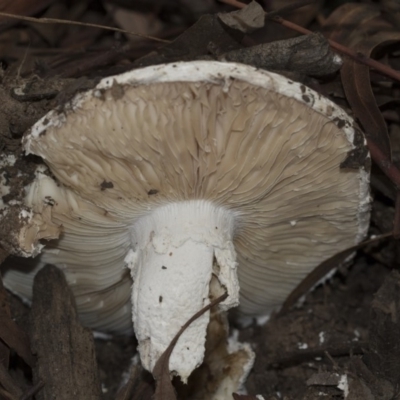 Unverified Fungus at Higgins, ACT - 5 Apr 2020 by AlisonMilton