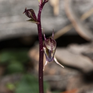 Acianthus exsertus at Hackett, ACT - suppressed