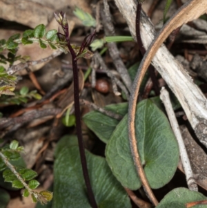 Acianthus exsertus at Hackett, ACT - suppressed