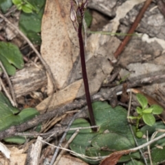 Acianthus exsertus at Hackett, ACT - suppressed