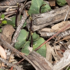 Acianthus exsertus at Hackett, ACT - suppressed