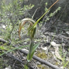 Diplodium ampliatum (Large Autumn Greenhood) at Theodore, ACT - 10 Apr 2020 by owenh