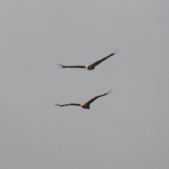 Aquila audax (Wedge-tailed Eagle) at Rossi, NSW - 11 Apr 2020 by SthTallagandaSurvey