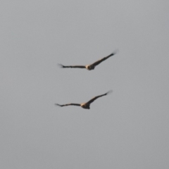 Aquila audax (Wedge-tailed Eagle) at Tallaganda National Park - 11 Apr 2020 by SthTallagandaSurvey