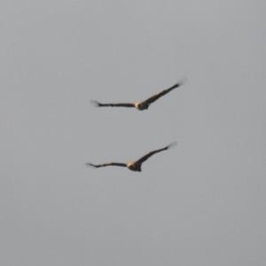 Aquila audax at Rossi, NSW - 11 Apr 2020 07:56 AM