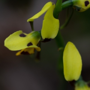 Diuris sulphurea at Budawang, NSW - 5 Nov 2019