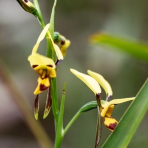 Diuris sulphurea at Budawang, NSW - 5 Nov 2019