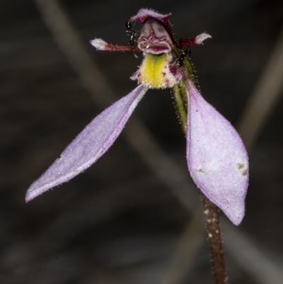 Eriochilus cucullatus (Parson's Bands) at Bruce, ACT - 9 Apr 2020 by DerekC